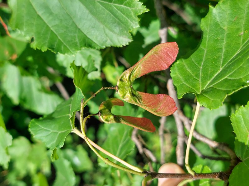 Tatarian Maple photo 3