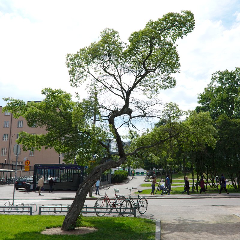 Tatarian Maple photo 4