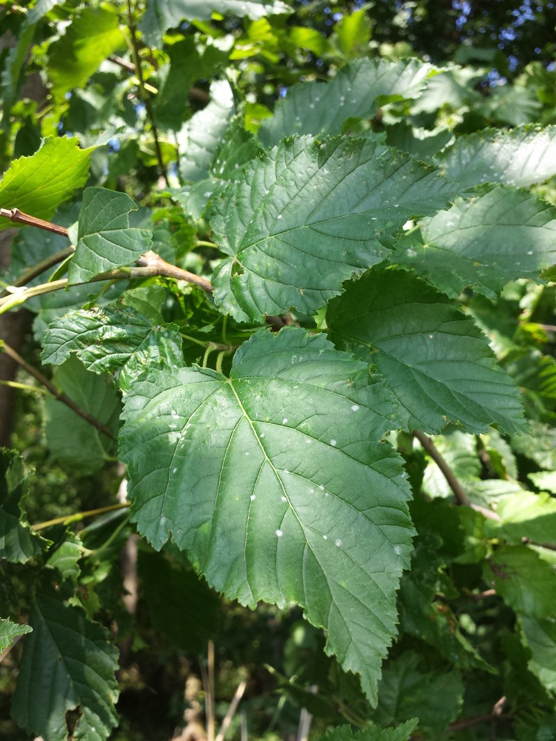 Tatarian Maple photo 5