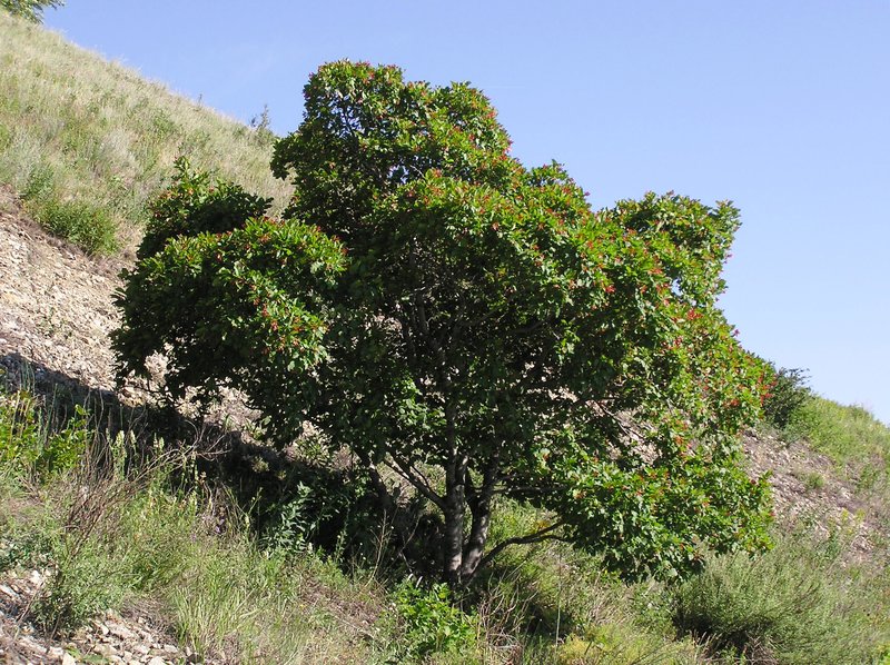 Tatarian Maple photo 6