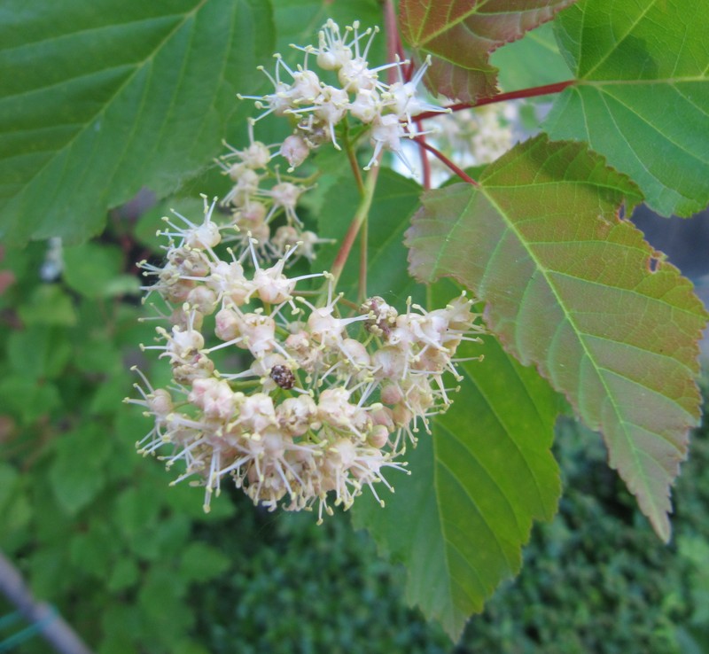 Tatarian Maple photo 7