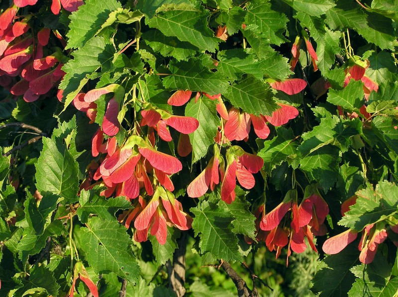 Tatarian Maple