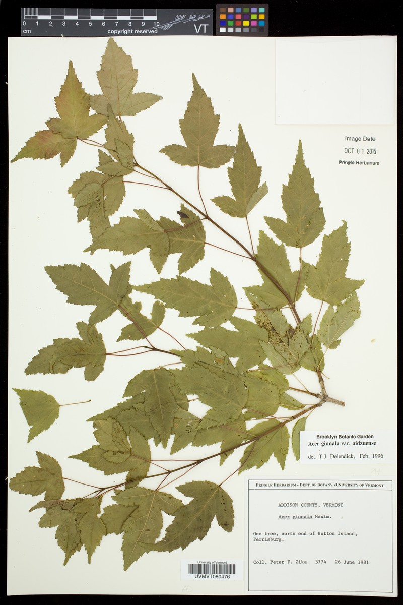 Acer tataricum subsp. aidzuense