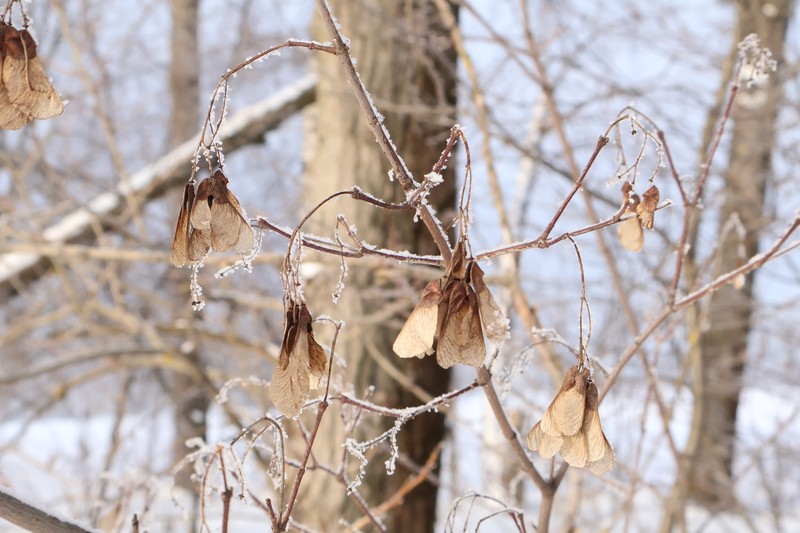 Amur Maple