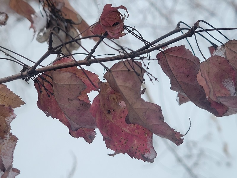 Amur Maple photo 2
