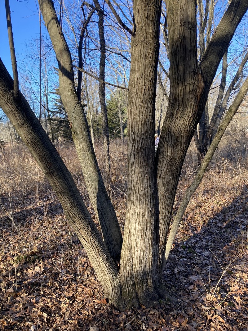 Amur Maple photo 3