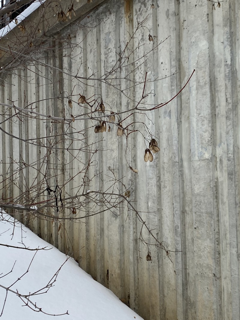Amur Maple photo 5