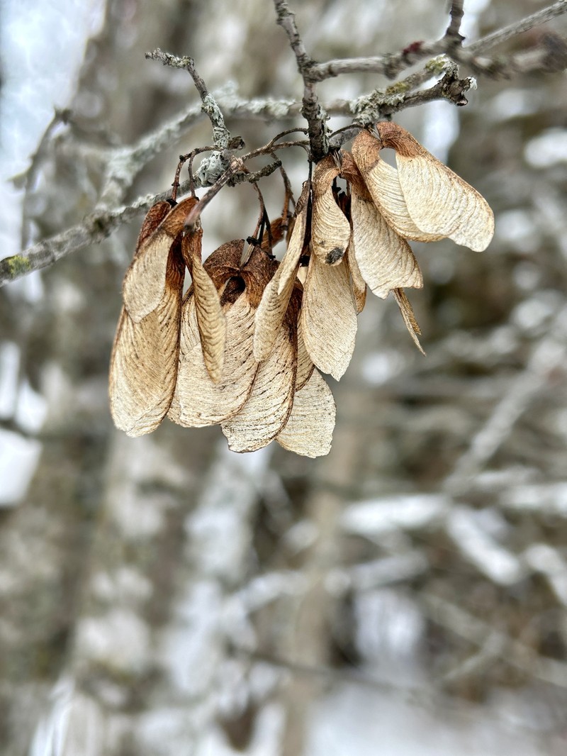 Amur Maple photo 6