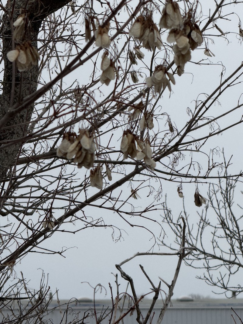 Amur Maple photo 8