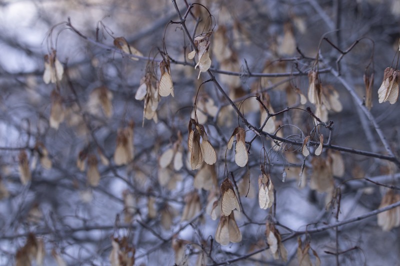 Acer tataricum subsp. semenovii