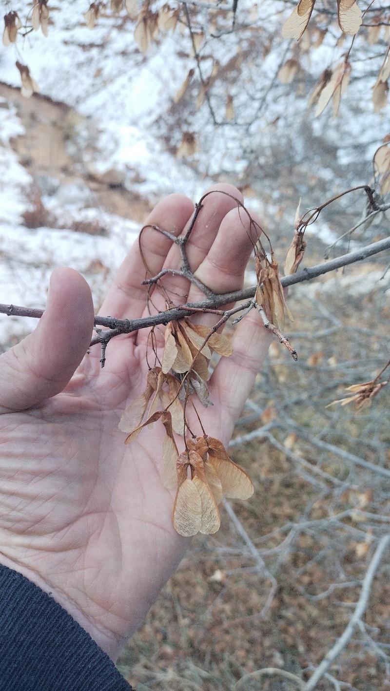Acer tataricum subsp. semenovii photo 2