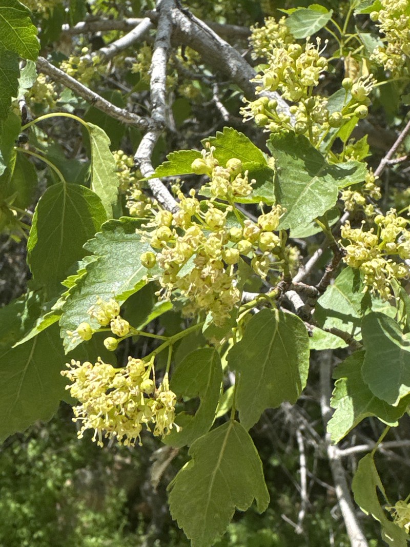 Acer tataricum subsp. semenovii photo 3