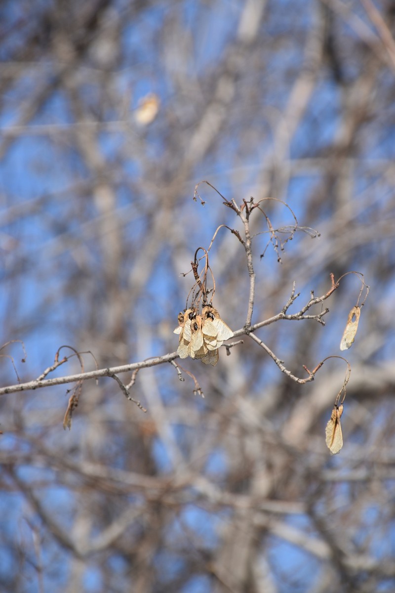 Acer tataricum subsp. semenovii photo 4