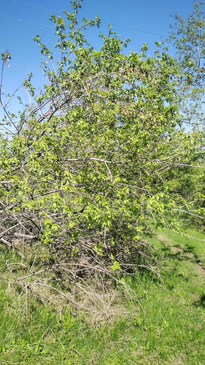Acer tataricum subsp. semenovii photo 5