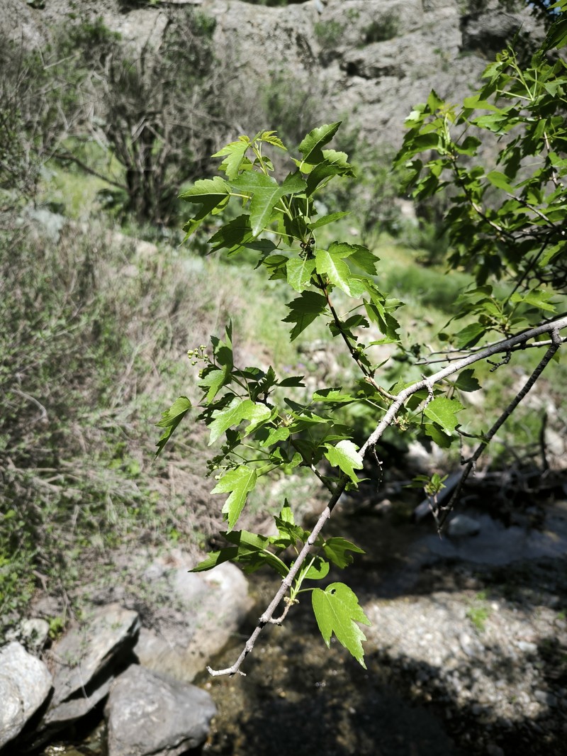 Acer tataricum subsp. semenovii photo 6