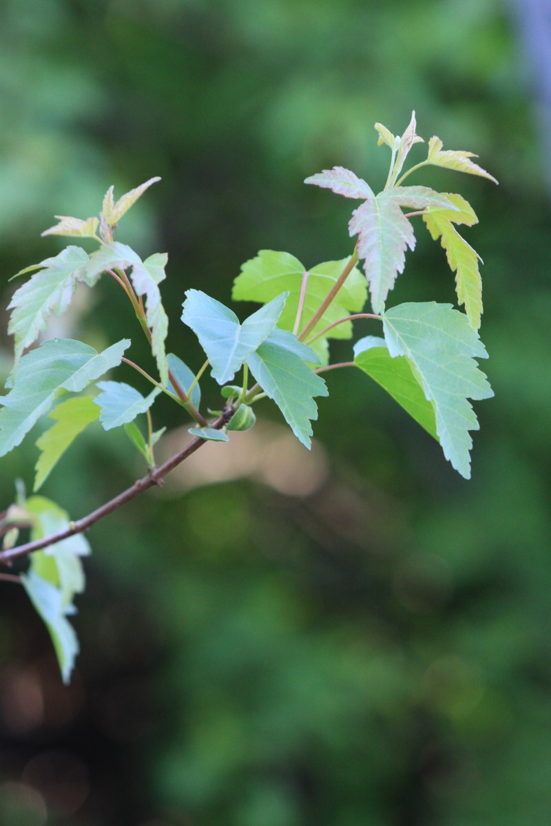 Acer tataricum subsp. semenovii photo 7