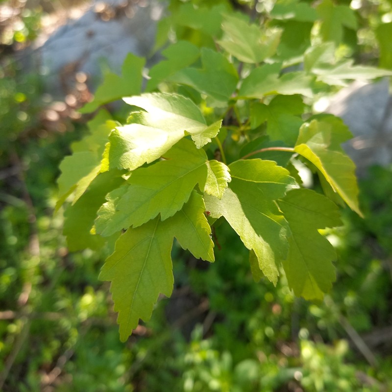 Acer tataricum subsp. semenovii photo 8
