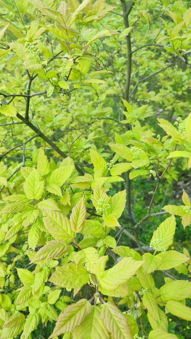Acer tataricum subsp. tataricum