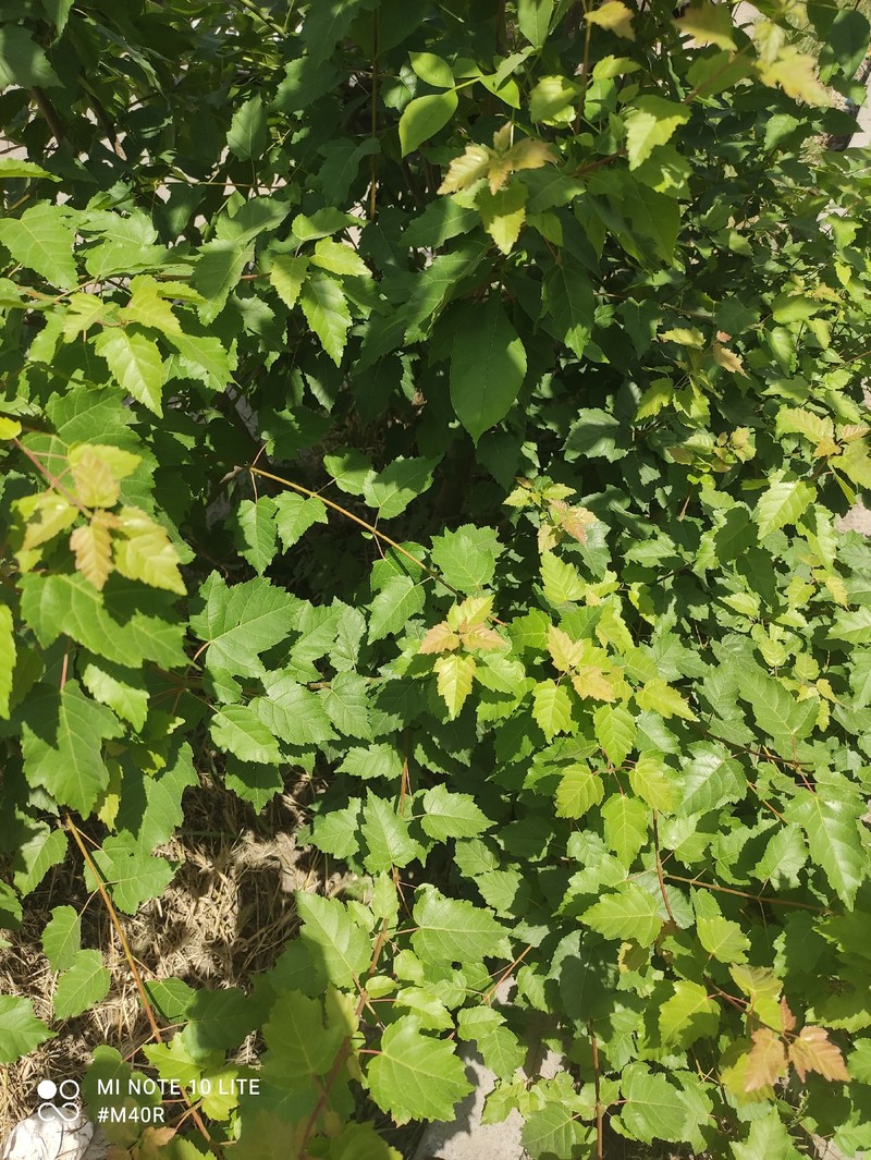 Acer tataricum subsp. tataricum photo 2
