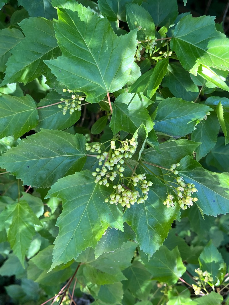 Acer tataricum subsp. tataricum photo 3
