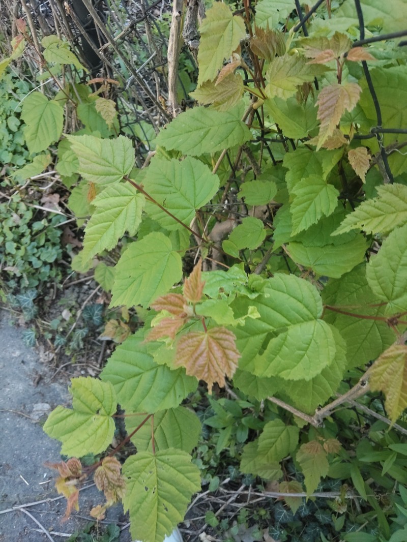 Acer tataricum subsp. tataricum photo 4