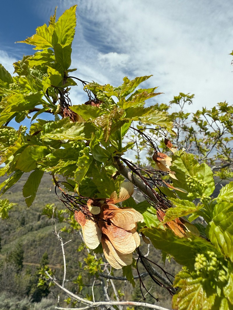Acer tataricum subsp. tataricum photo 5