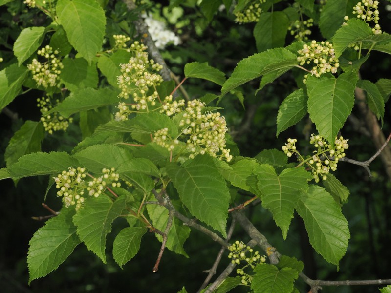 Acer tataricum subsp. tataricum photo 6