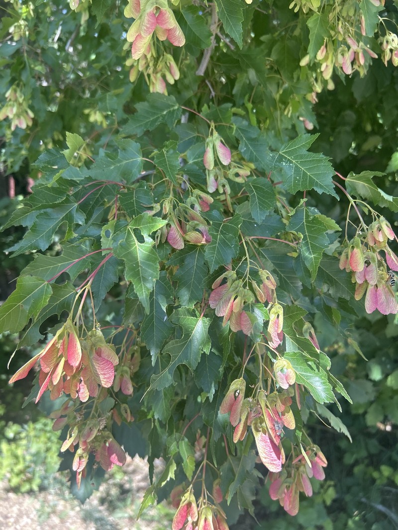 Acer tataricum subsp. tataricum photo 7