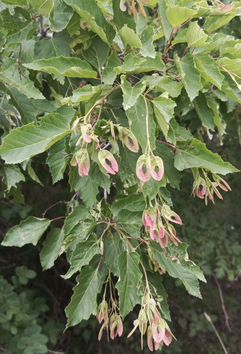 Acer tataricum subsp. tataricum photo 8