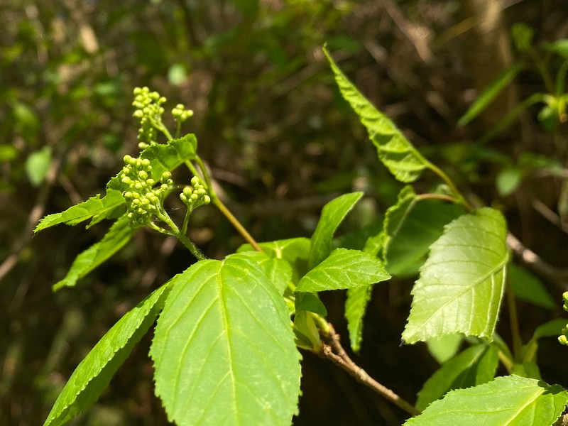 Acer tataricum subsp. theiferum