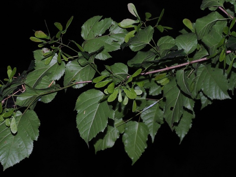 Acer tataricum subsp. theiferum photo 2