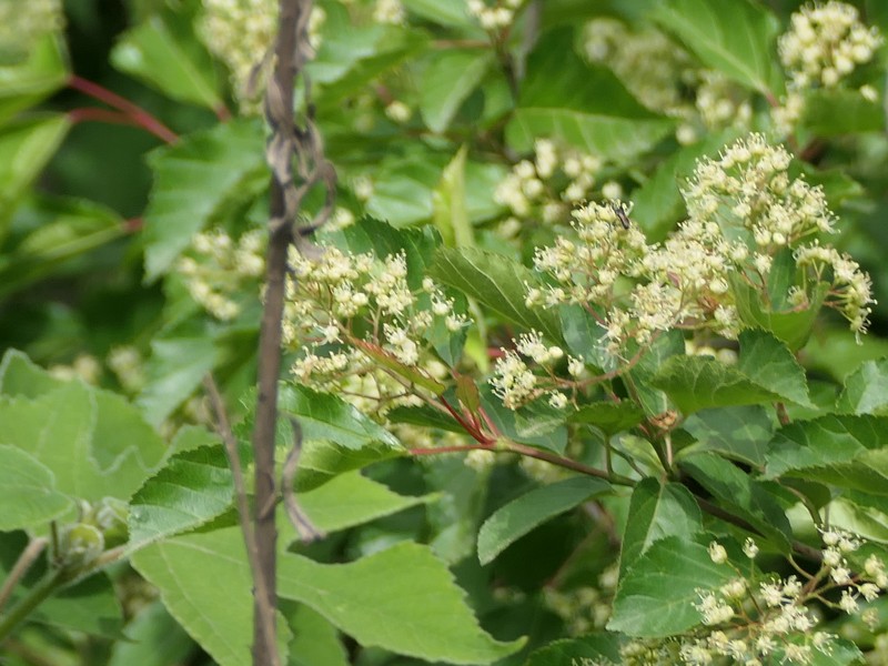 Acer tataricum subsp. theiferum photo 4