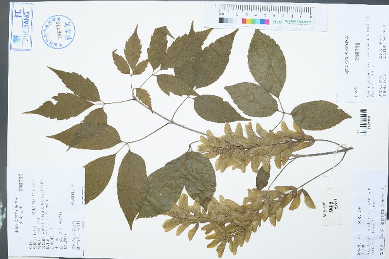 Acer tataricum subsp. theiferum photo 5