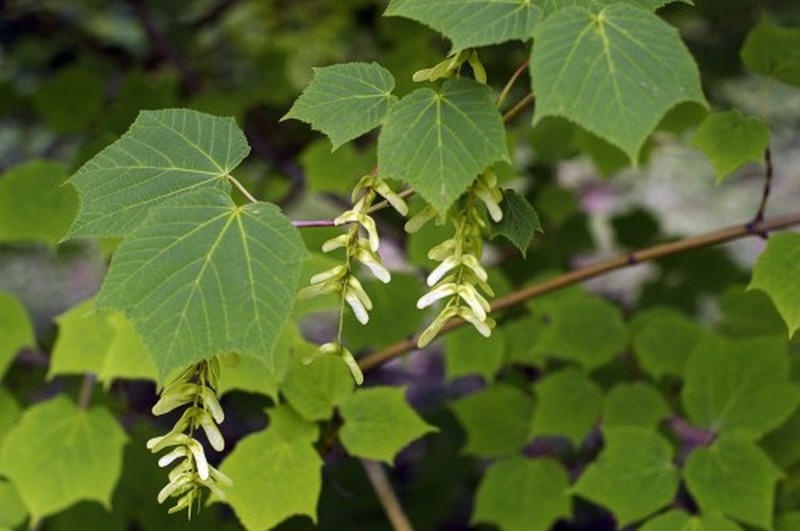Acer tegmentosum