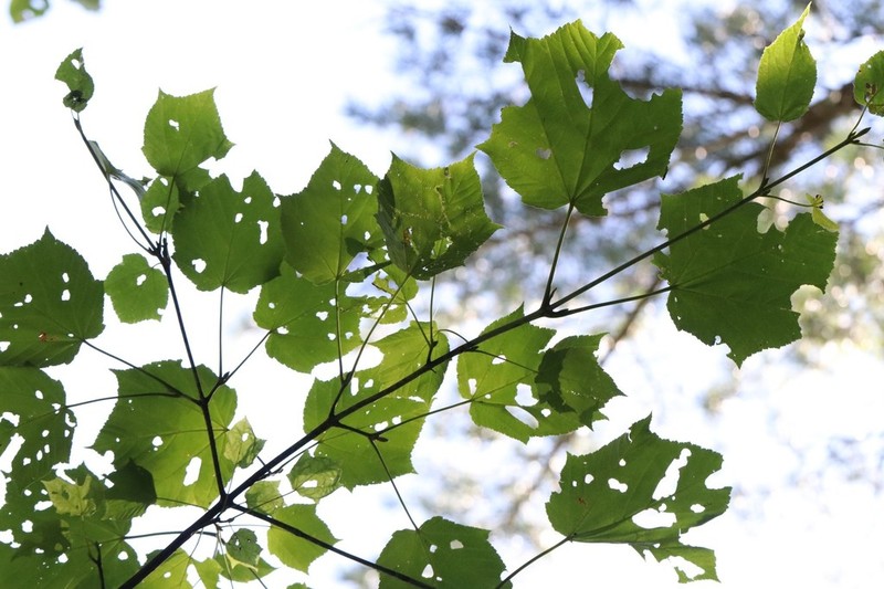 Acer tegmentosum photo 2