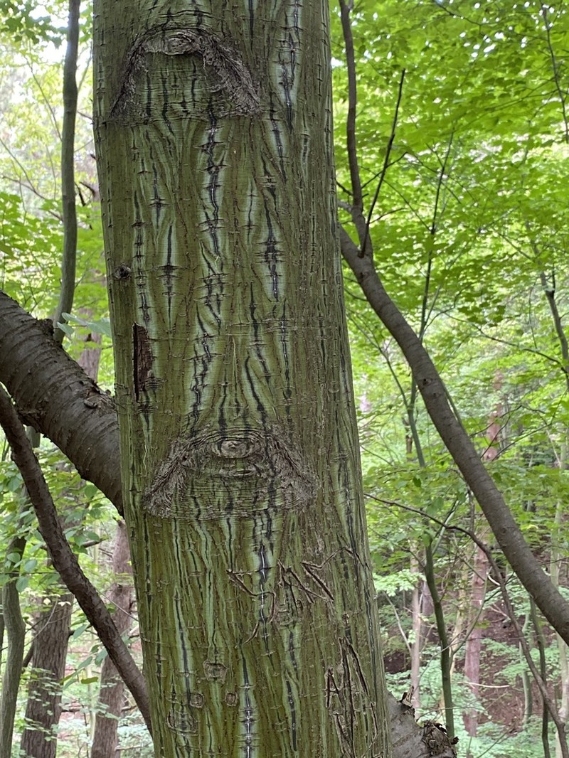 Acer tegmentosum photo 3