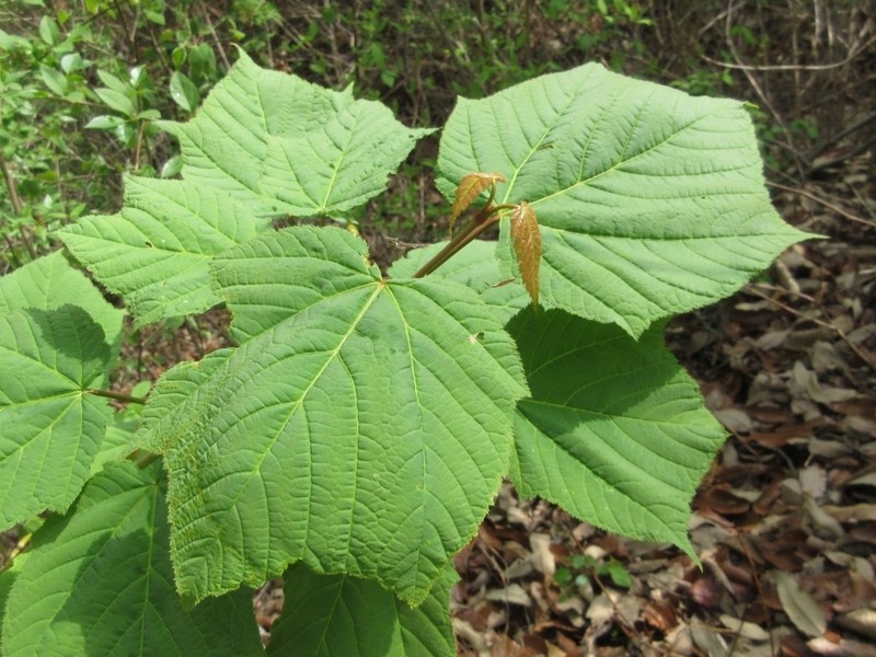 Acer tegmentosum photo 4