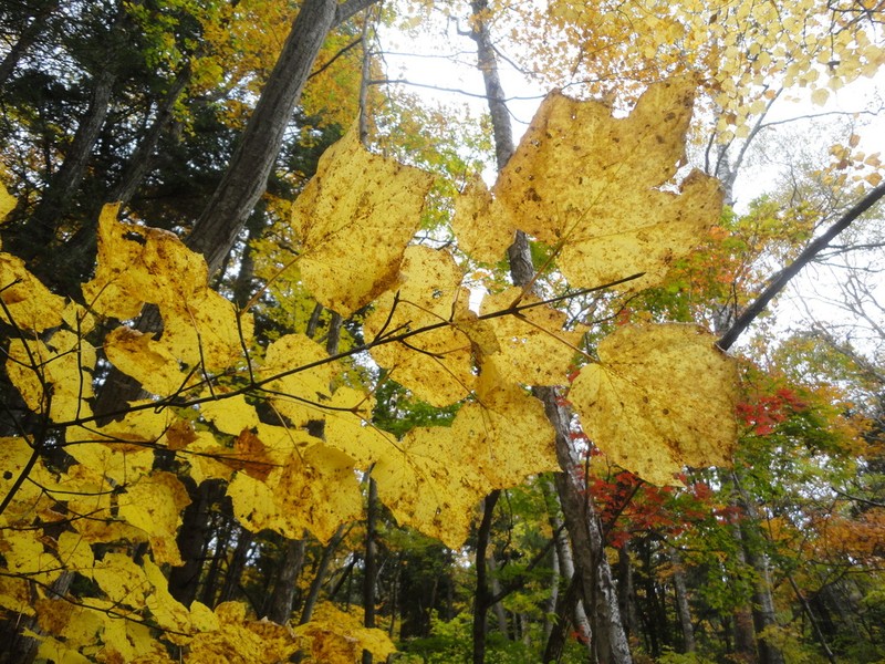 Acer tegmentosum photo 5
