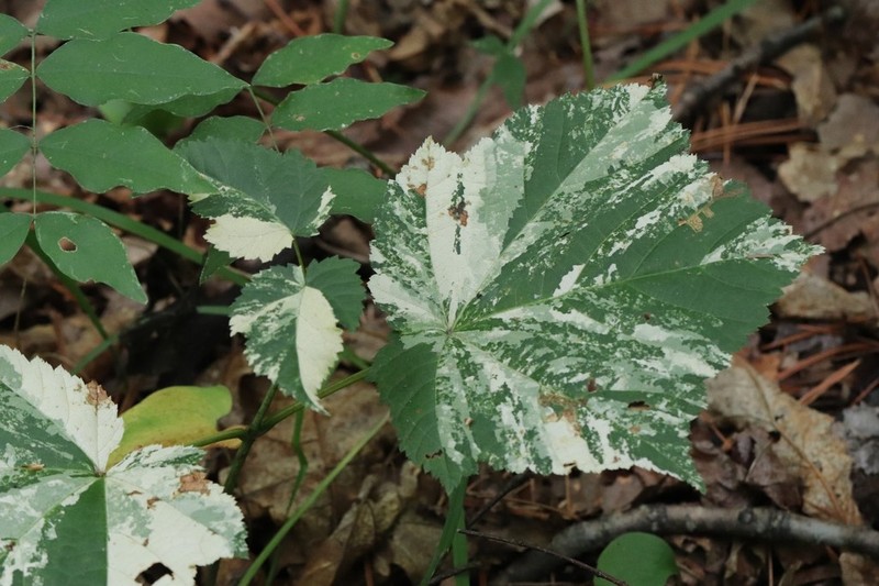 Acer tegmentosum photo 6