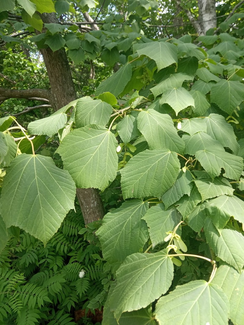 Acer tegmentosum photo 7