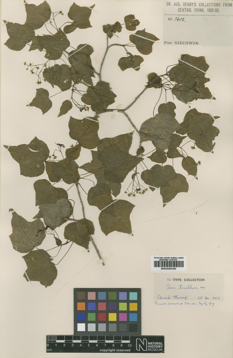 Acer tenellum photo 2
