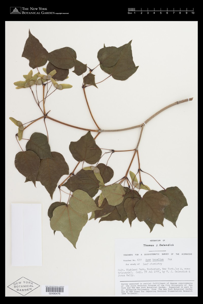 Acer tenellum