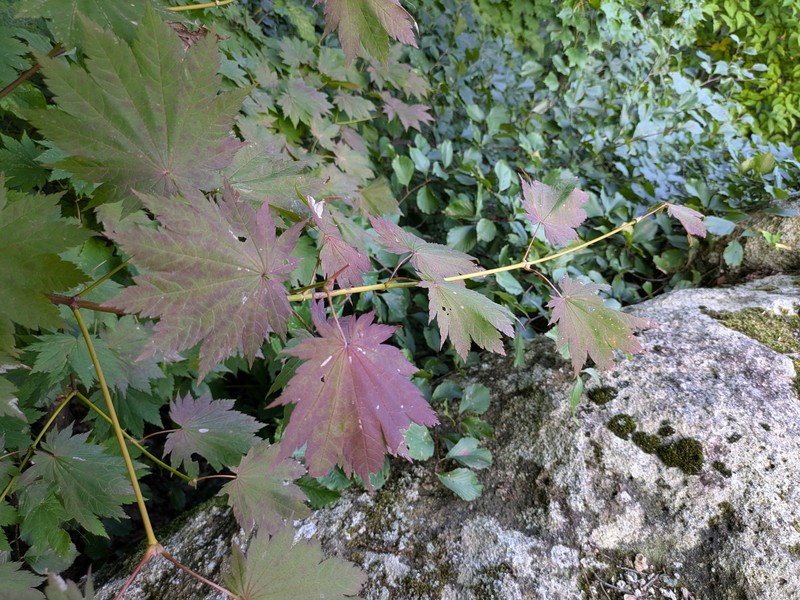 Acer tenuifolium photo 3