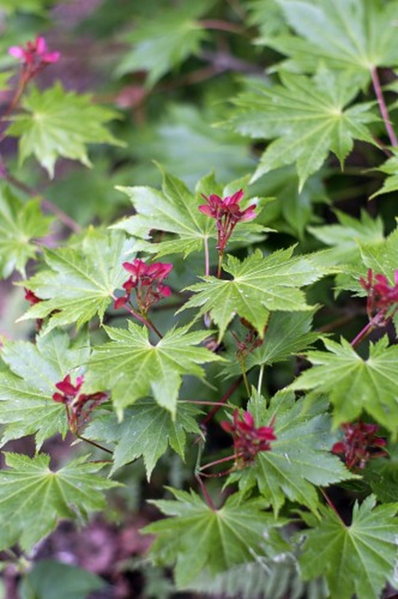 Acer tenuifolium