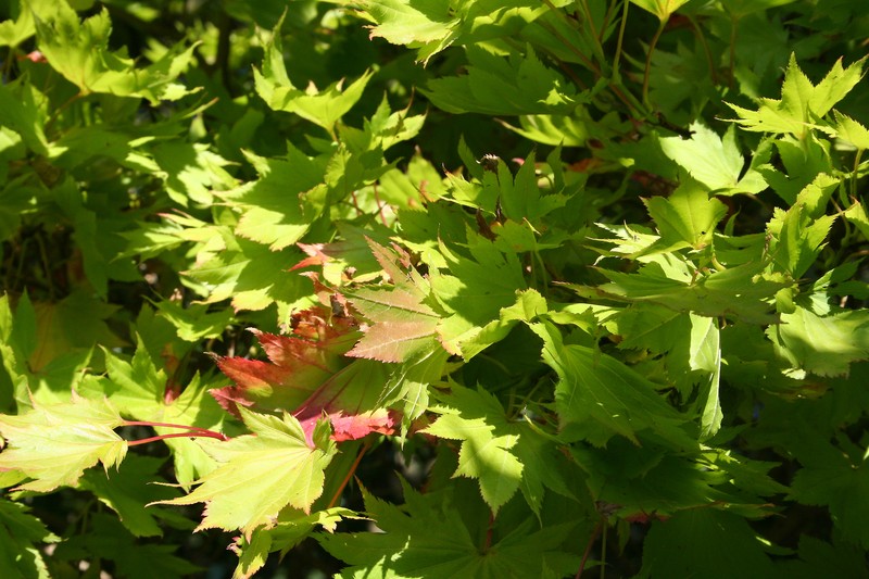 Acer tenuifolium photo 5