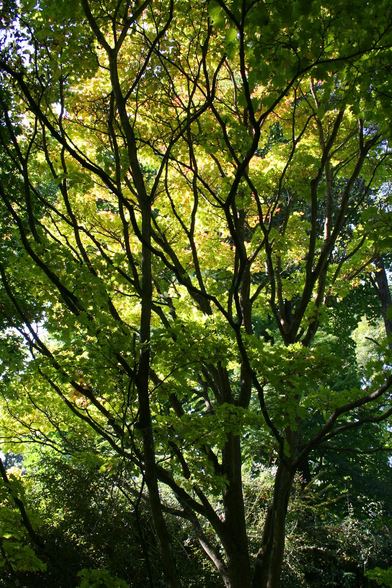 Acer tenuifolium photo 6
