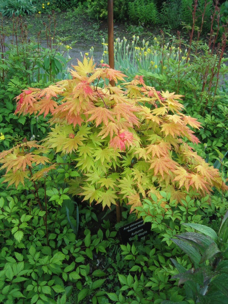 Acer tenuifolium photo 7