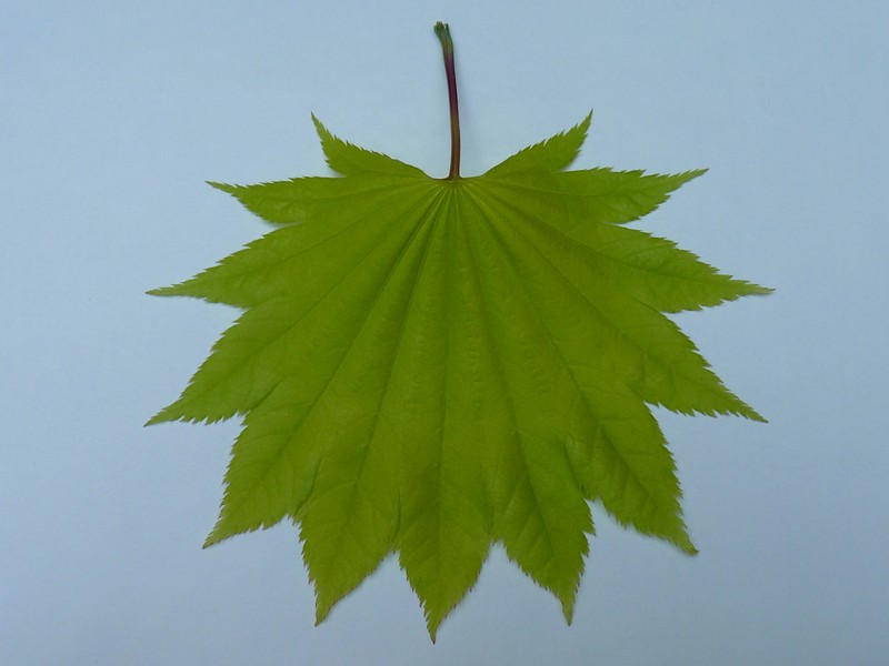 Acer tenuifolium photo 8