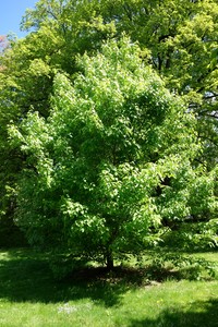Acer thomsonii