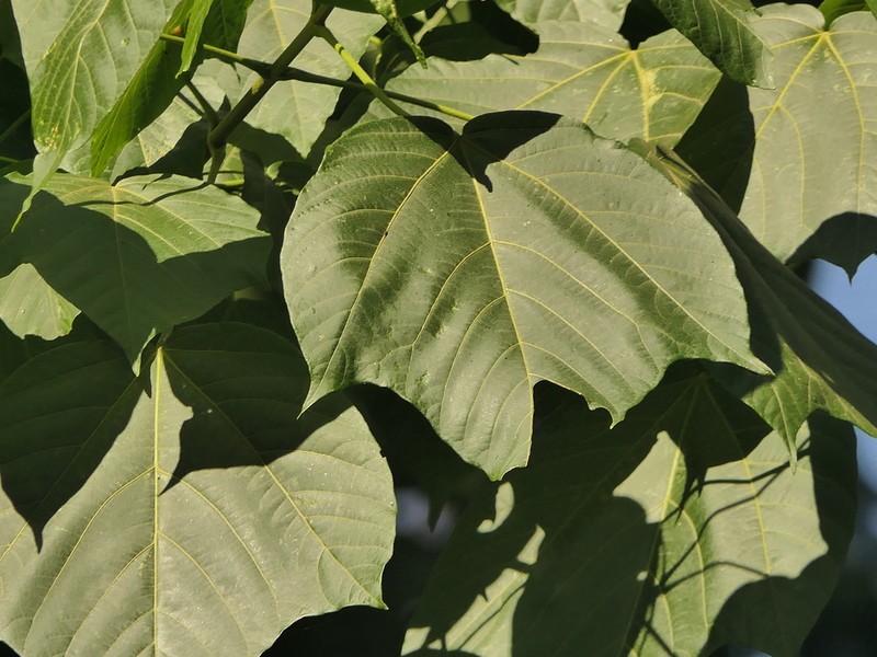 Acer thomsonii photo 3